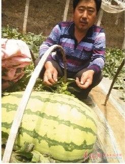 吃瓜说娱乐大西瓜,大西瓜带你领略娱乐圈新鲜事  第1张